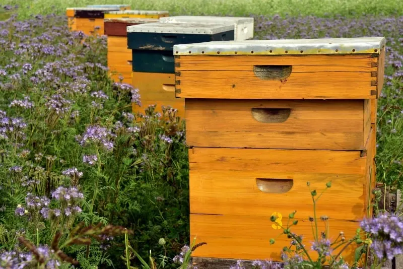 Beehives in my backyard