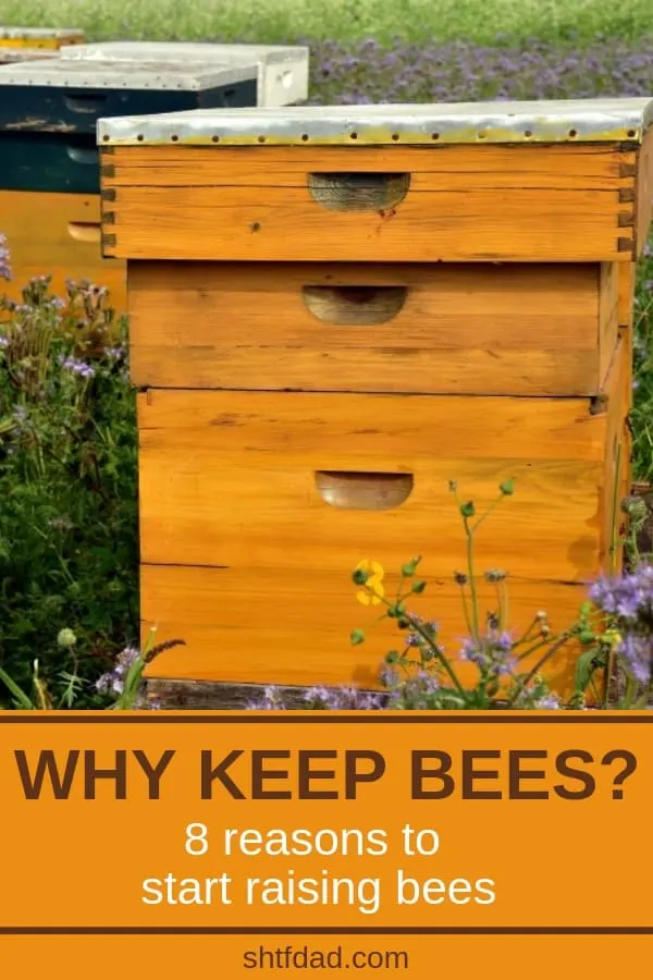 Have you ever wondered what would it take to raise bees? Would it be worth the work? Here are 8 answers to the question: why keep bees? Adding a couple of beehives in your backyard would have so many benefits! You'd get beautiful, golden, pure honey and beeswax, your garden would thrive, and you might even make some money. See all these beekeeping benefits for yourself! #beekeeping #honeybees #bees #pollinators #beekeepingformoney #shtf #shtfdad #organicgardening #homesteading 