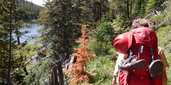 Young man hiking in the woods