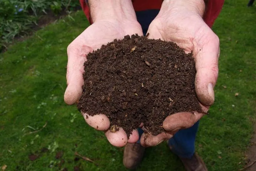 black gold compost