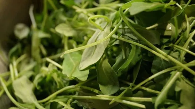 Arugula heirloom seeds have a high germination rate and make an ideal cold-weather green.