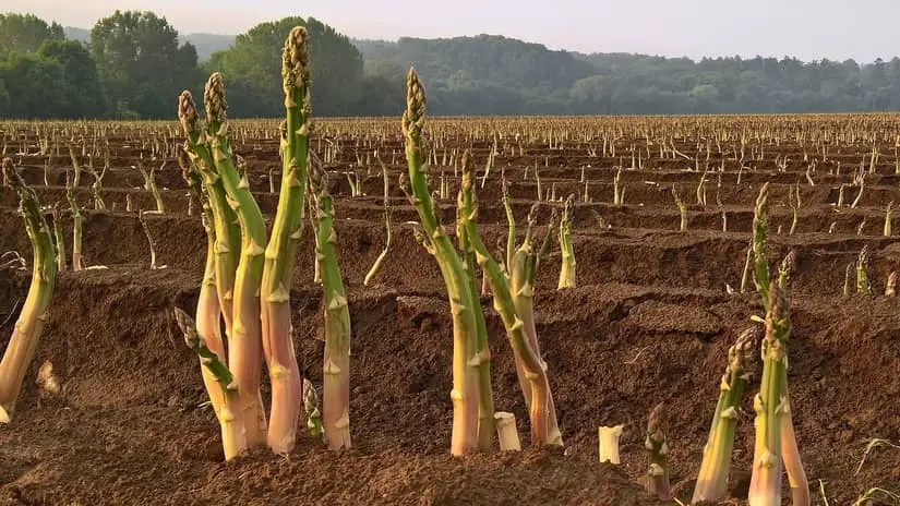 Asparagus (Mary Washington)