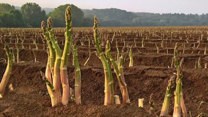 Best Heirloom Seeds to Plant This Spring - A Preppers Guide 3 Asparagus (Mary Washington)