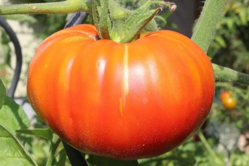 Marglobe Beefsteak Tomato