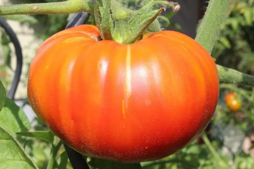 Best Heirloom Seeds to Plant This Spring - A Preppers Guide 5 Marglobe Beefsteak Tomato