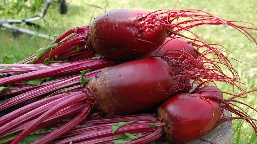 Detroit Dark Red beet heirloom seeds will produce a large, dark red, sweet beet, are fast maturing, and are ready for harvest in just 55 days after sowing.