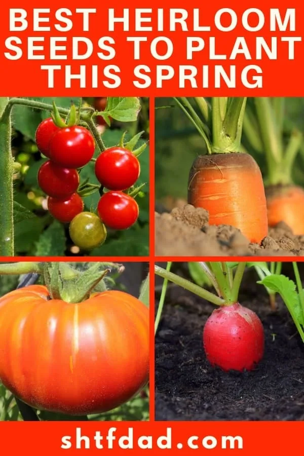 The best heirloom seeds to grow this season; find a favorite plant seed from a bygone era or start developing your own organic garden with heirloom seeds!