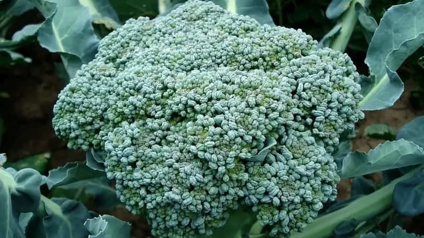 Calabrese broccoli heirloom seeds will mature early producing heads that are 8 inches across.