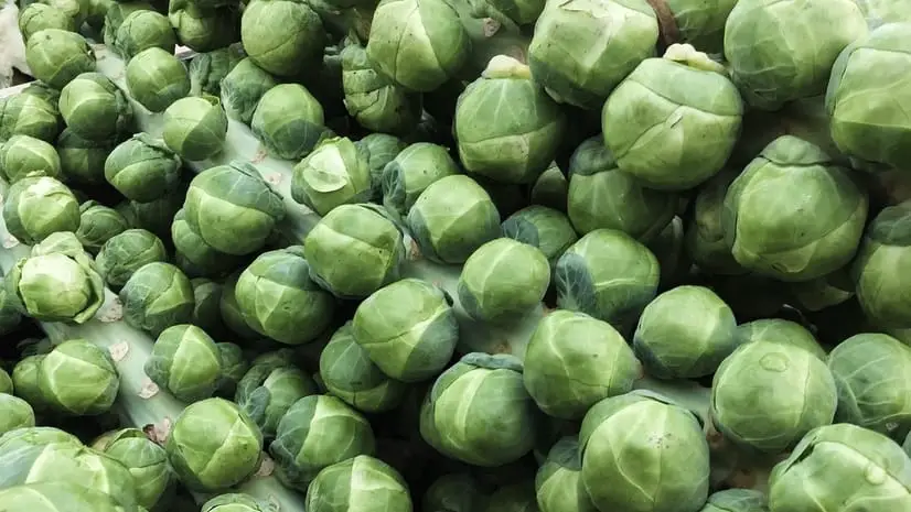 Long Island Improved brussel sprouts
