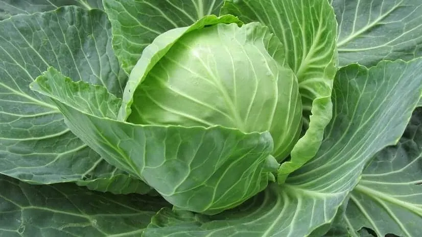 Charleston Wakefield heirloom cabbage seeds will produce elongated heads that weigh 4-6 pounds that will store well throughout the winter.