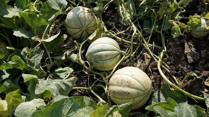 Hales Best Jumbo Cantaloupe