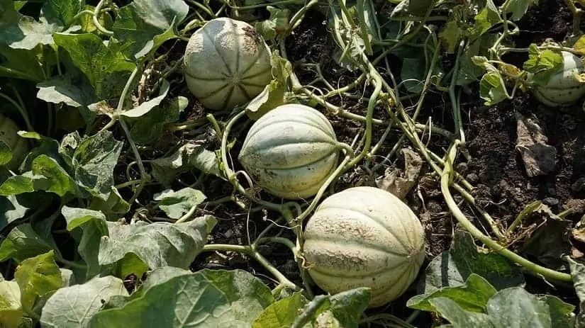 Best Heirloom Seeds to Plant This Spring - A Preppers Guide 11 Hales Best Jumbo Cantaloupe