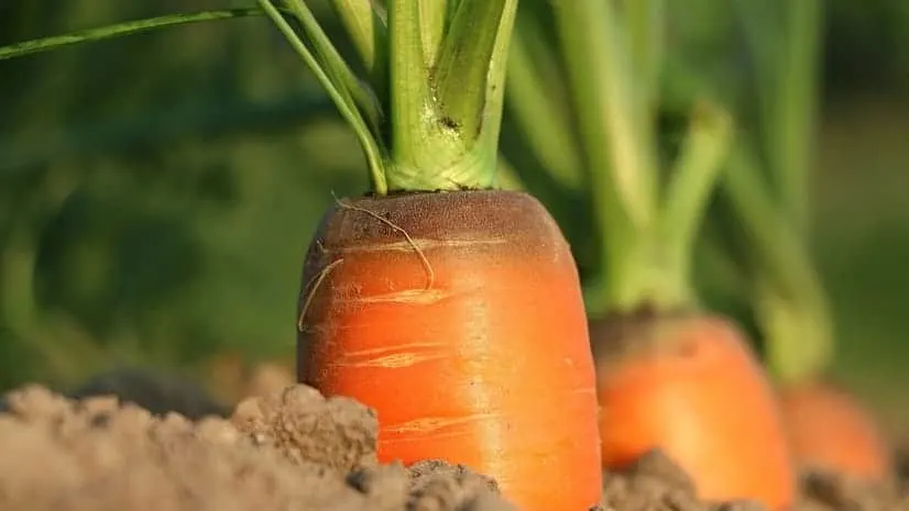 Little Finger Carrots