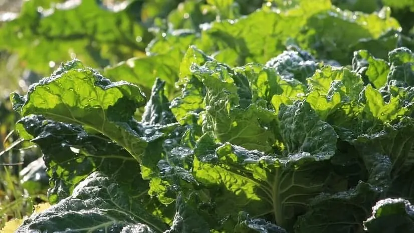 Georgia Southern collard greens is a popular heirloom collard because it tolerates heat very well.