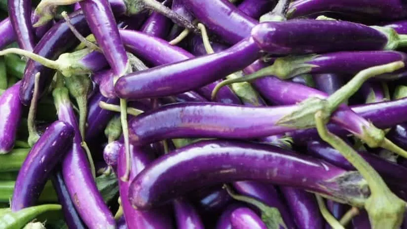 Heirloom seeds for this long, slender deep purple eggplant quickly became an American favorite for use in making Italian dishes.