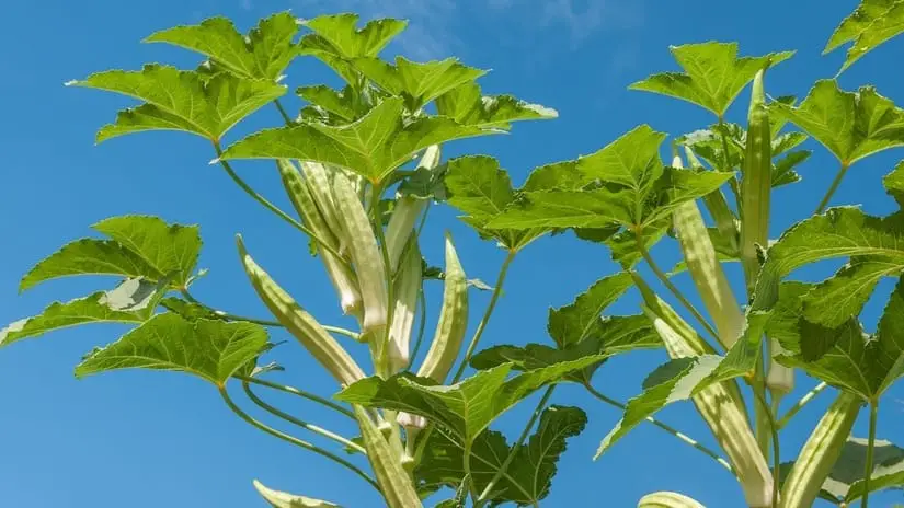 Okra (Clemson Spineless 80)