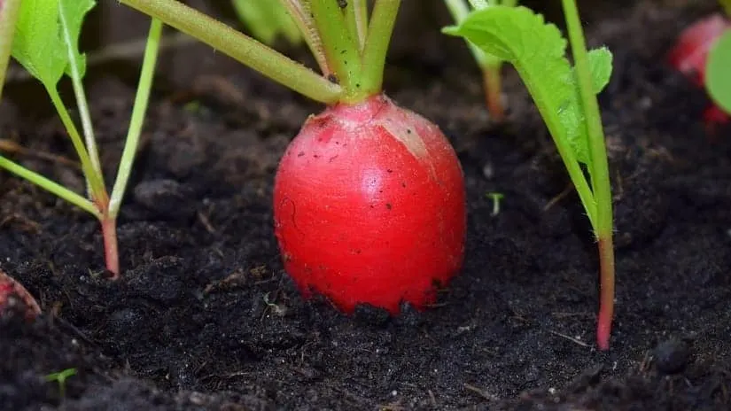 Cherry Belle heirloom seeds will produce 1 inch round, bright red radishes that have edible 3 inches green tops.