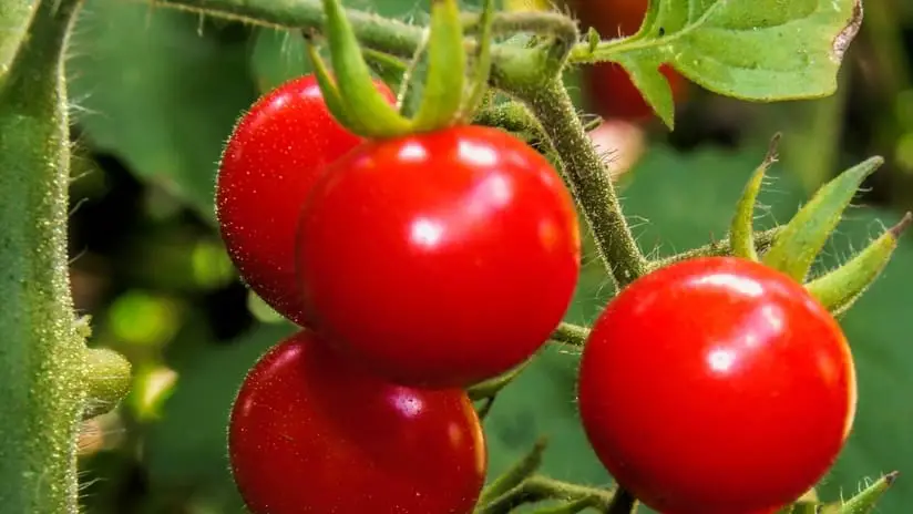 Red Cherry Tomatoes (Red Cherry Large)