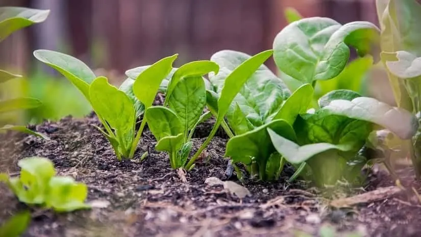 Bloomsdale Long Standing heirloom seeds produce a large, spreading spinach that has dark green, curled and wrinkled leaves. Popeye claimed this to be his favorite spinach variety!