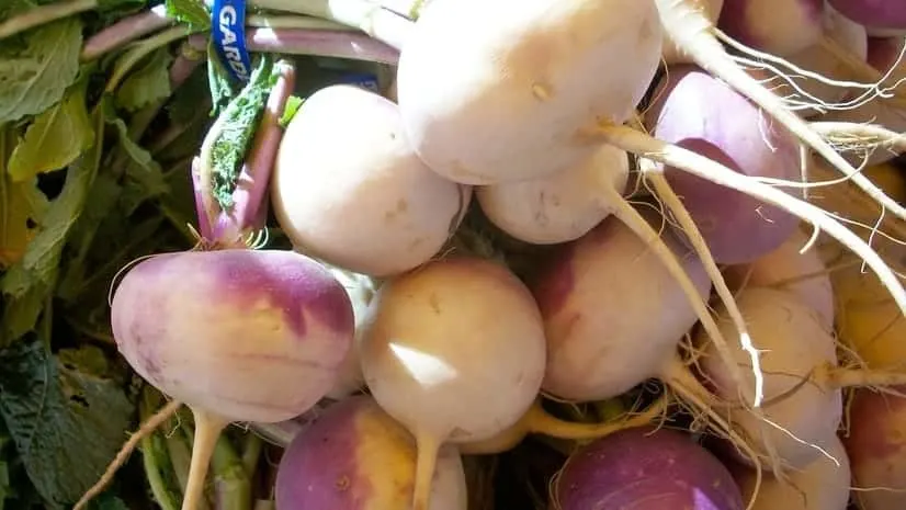 Purple Top White Globe Turnips