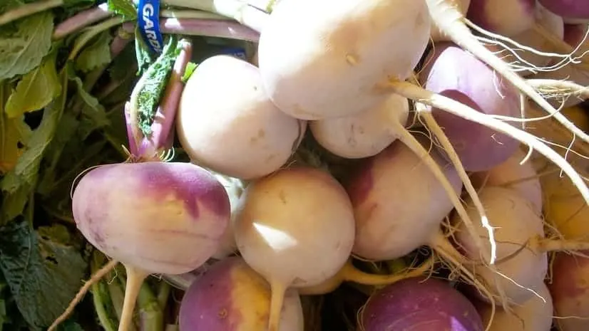 Best Heirloom Seeds to Plant This Spring - A Preppers Guide 17 Purple Top White Globe Turnips
