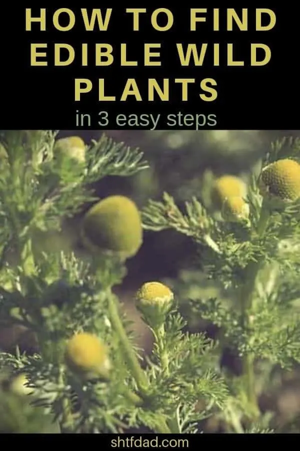 Learning how to find edible wild pants can save your life (and the life of your loved ones) in some emergency situations. #ediblewildplats #wildedibleplants #wildedibles #emergencyfood #shtf #shtfdad #survival #preparedness #wilderness