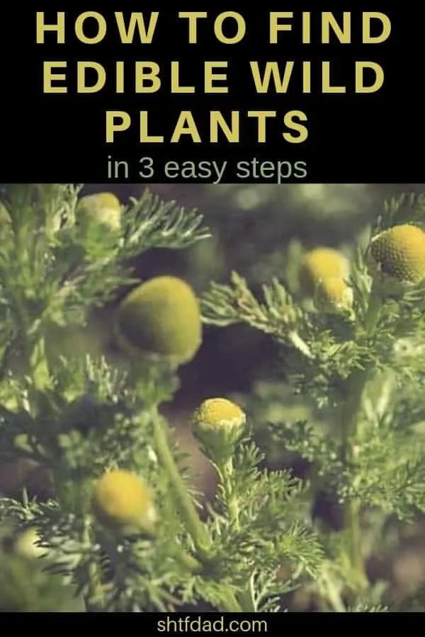 Find Edible Wild Plants in 3 Easy Steps 6 Learning how to find edible wild pants can save your life (and the life of your loved ones) in some emergency situations. #ediblewildplats #wildedibleplants #wildedibles #emergencyfood #shtf #shtfdad #survival #preparedness #wilderness