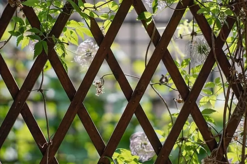 Add Lattice and Climbing Plants to a Fence