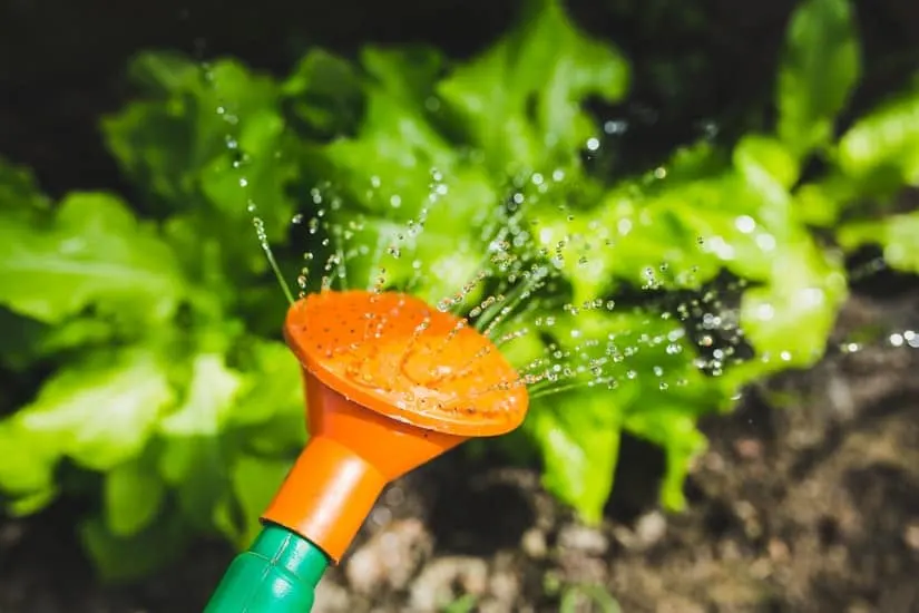 planting our no-dig garden