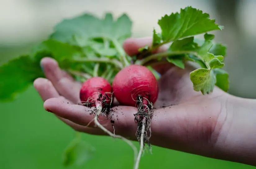 radishes held in hand