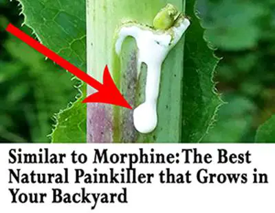 Similar to Morphine The Best Natural Painkiller that Grows in Your Backyard