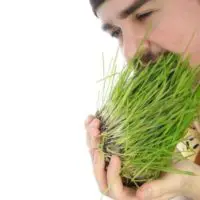 edible grasses