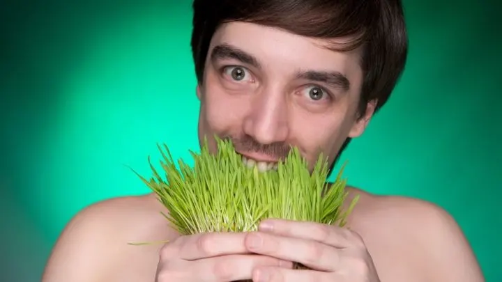 edible grasses