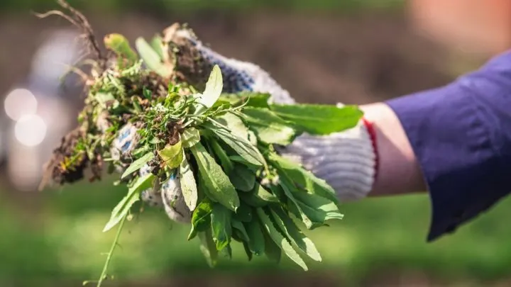 edible grasses