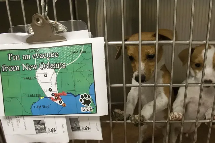 Dogs inside shelter after rescue
