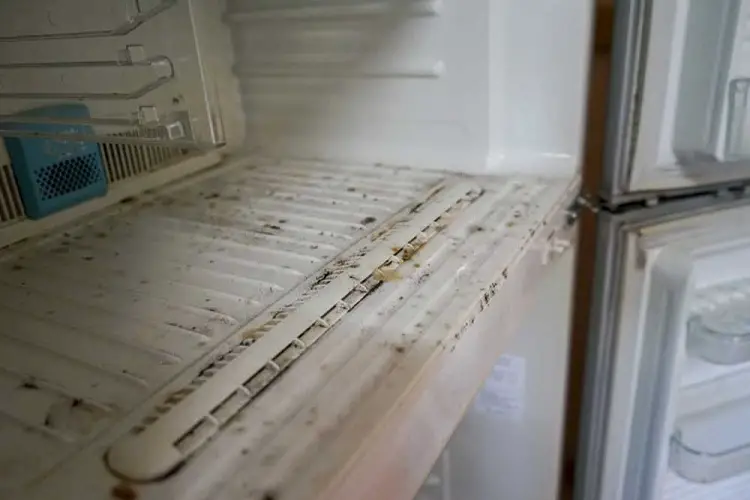 Mold and bacteria inside refridgerator