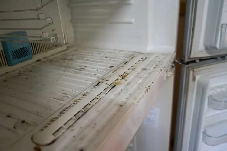 Mold and bacteria inside refridgerator