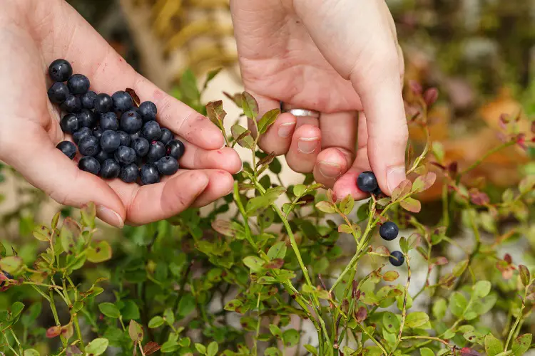 Picking forrest berries for food